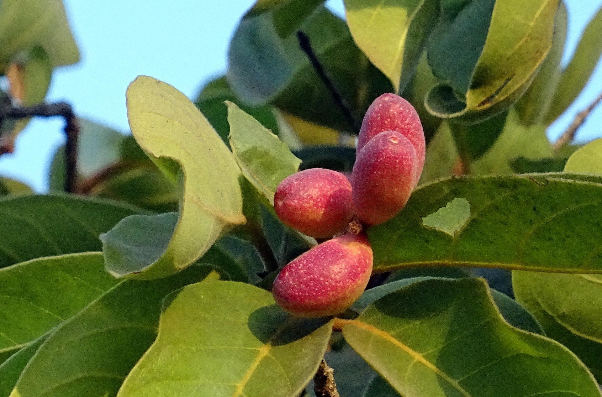 Terminalia chebula